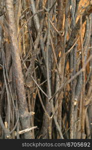 A stock photo of botanical textures. Melbourne Australia.