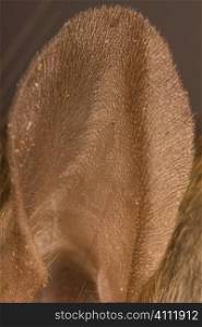 A stock photograph of a close up of a rats ear.