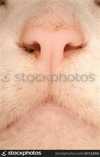 A stock photograph of a close up view of a cute white cat.