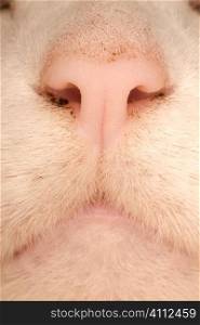 A stock photograph of a close up view of a cute white cat.