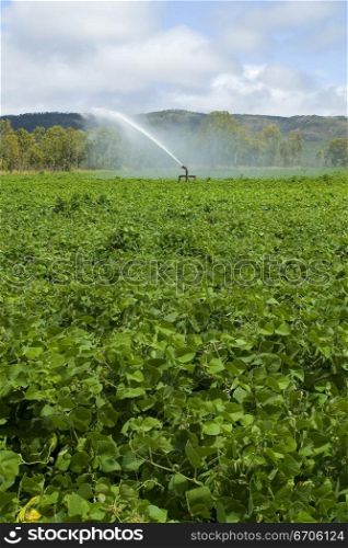 A stock photograph of a field being irrigated.