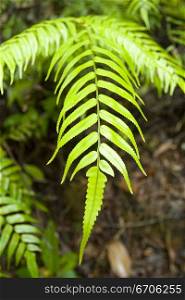 A stock photograph of a fishbone fern in a rain forrest.