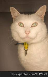 A stock photograph of a portrait of a stunning white cat named Moe Moe,