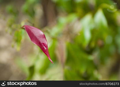 A stock photograph of a red leafaamongst a forrest of greenery.