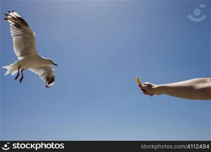 A stock photograph of a seagul taking food out of a persons hand.