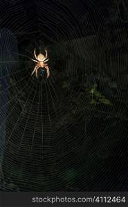 A stock photograph of a spider in a web.