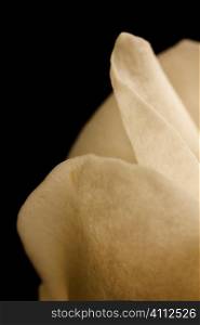 A stock photograph of a white magnolia in the studio against a black background.