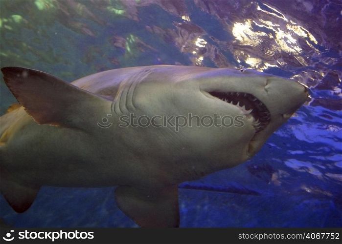 A stock photograph of a white pointer shark.