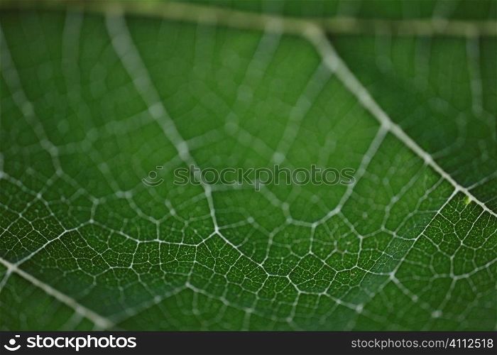 A stock photograph of an extreme close up view of the detail in a leaf.