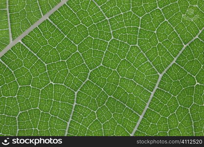 A stock photograph of an extreme close up view of the detail in a leaf.