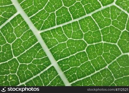 A stock photograph of an extreme close up view of the detail in a leaf.