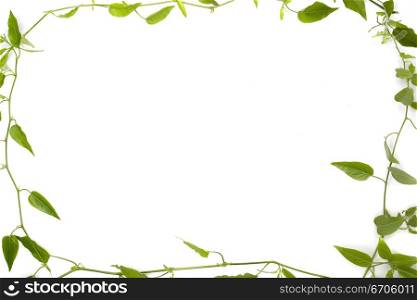 A stock photograph of an organic plants and leaves making a frame against a white background.
