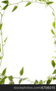 A stock photograph of an organic plants and leaves making a frame against a white background.