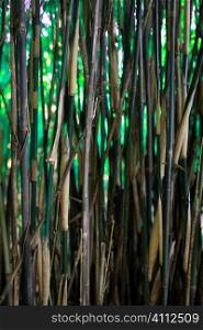A stock photograph of Bamboo