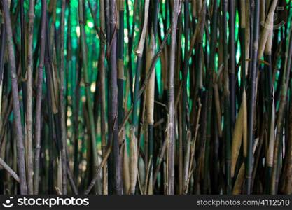 A stock photograph of Bamboo