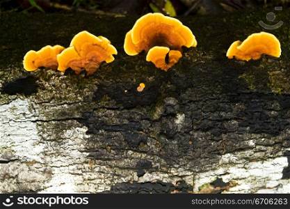 A stock photograph of fungus growing in the forrest.