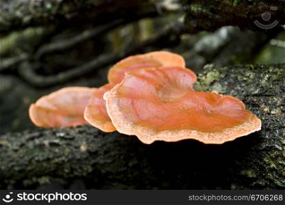A stock photograph of fungus growing in the forrest.