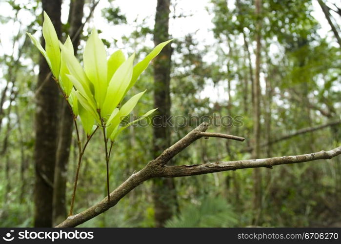 A stock photograph of green leaves growing from a branch.