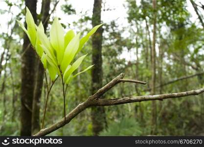 A stock photograph of green leaves growing from a branch.