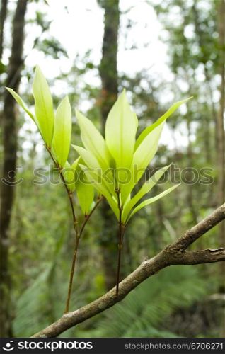 A stock photograph of green leaves growing from a branch.
