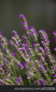 A stock photograph of lavender in the sunlight