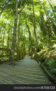 A stock photograph of lush green rainforrest in North east Australia.