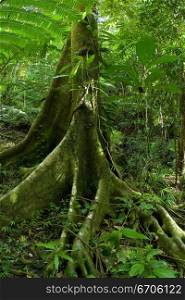 A stock photograph of lush green rainforrest in North east Australia.