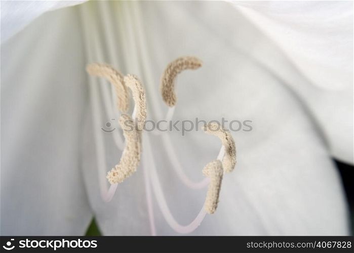 A stock photograph of the reproductive parts of a flower.