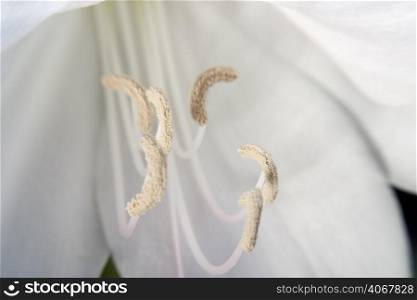A stock photograph of the reproductive parts of a flower.