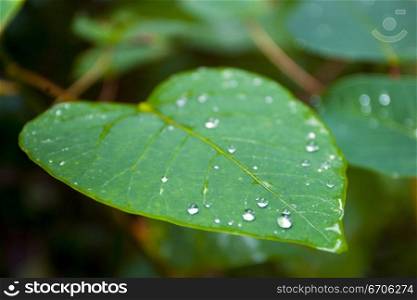 A stock photograph of water droplets on a vivid green leaf.