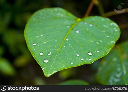 A stock photograph of water droplets on a vivid green leaf.