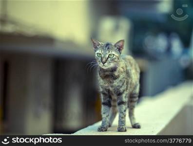 A stray cat walking on a wall