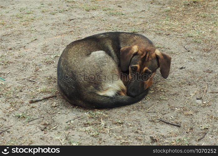 A stray dog, thin and sad, lies on the ground curled up. A sad look.