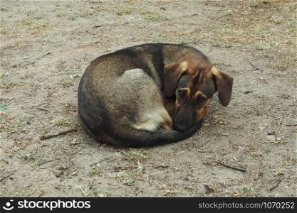 A stray dog, thin and sad, lies on the ground curled up. A sad look.