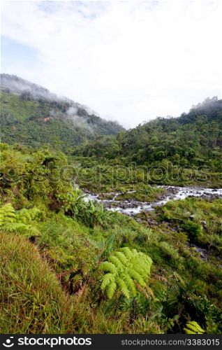 A stream winds through tropical mountains