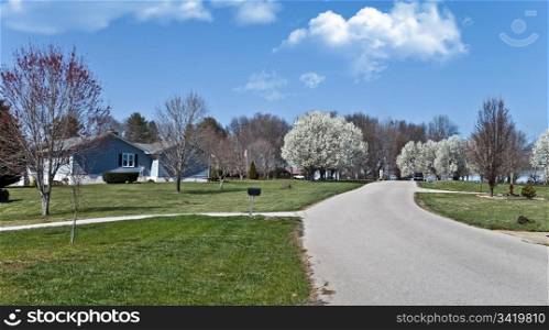 A street with white spring blooms on Dogwood trees and others beginning to get leaves.