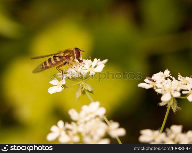 a stripe bug seen from the side close up eyes body and wings eating the pollen from some cow parsley outside in spring light sharp and crisp stripey and striped yellow and black with big eyes