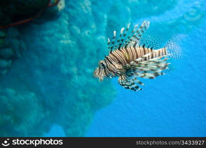 a striped lion fish in the water