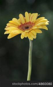 A study of a yellow Gerberra flower