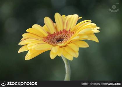 A study of a yellow Gerberra flower