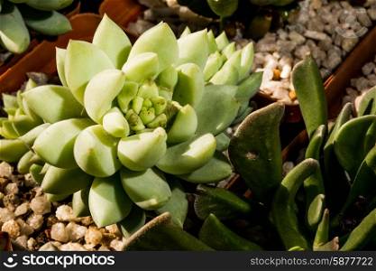 A succulent plant is viewed from above as it is illuminated by some sunlight from one side.