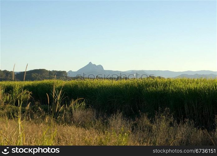 A sugar cane farm, with the imposing Mount Warning in the background, Northern NSW, Australia