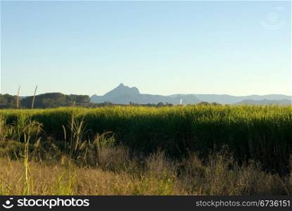 A sugar cane farm, with the imposing Mount Warning in the background, Northern NSW, Australia