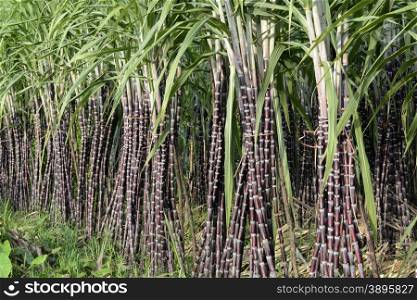 a sugar plantation in a village near the city of Myeik in the south in Myanmar in Southeastasia.. ASIA MYANMAR BURMA MYEIK SUGAR PLANTATION