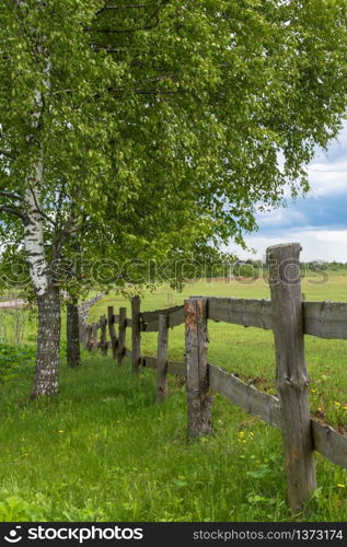 A summer landscape with birch and wooden picket fence with a beautiful cloudy sky.