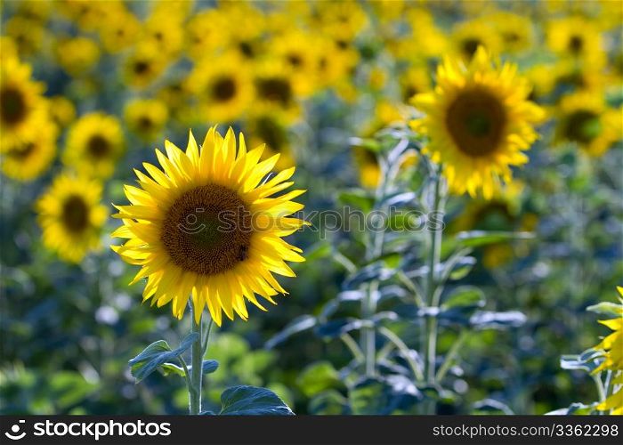 A sunflower field in the morning light