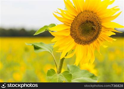 A Sunflower field planted to seed for oil production.