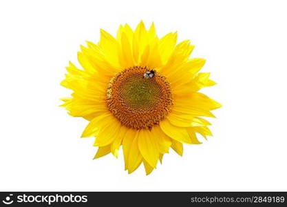 A sunflower isolated on white