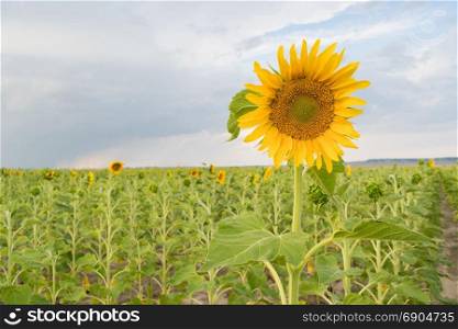 A Sunflower stands out above the rest on the farm