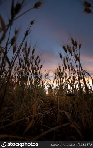 A sunset in a what field.